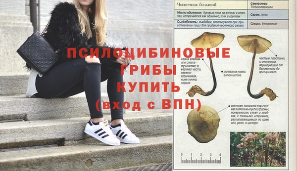 гашик Россошь