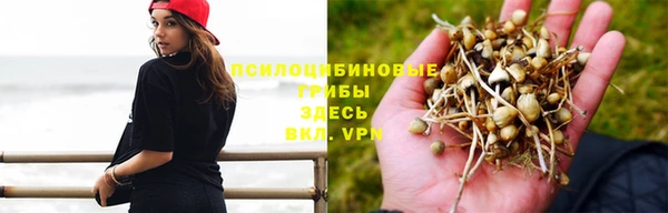гашик Россошь